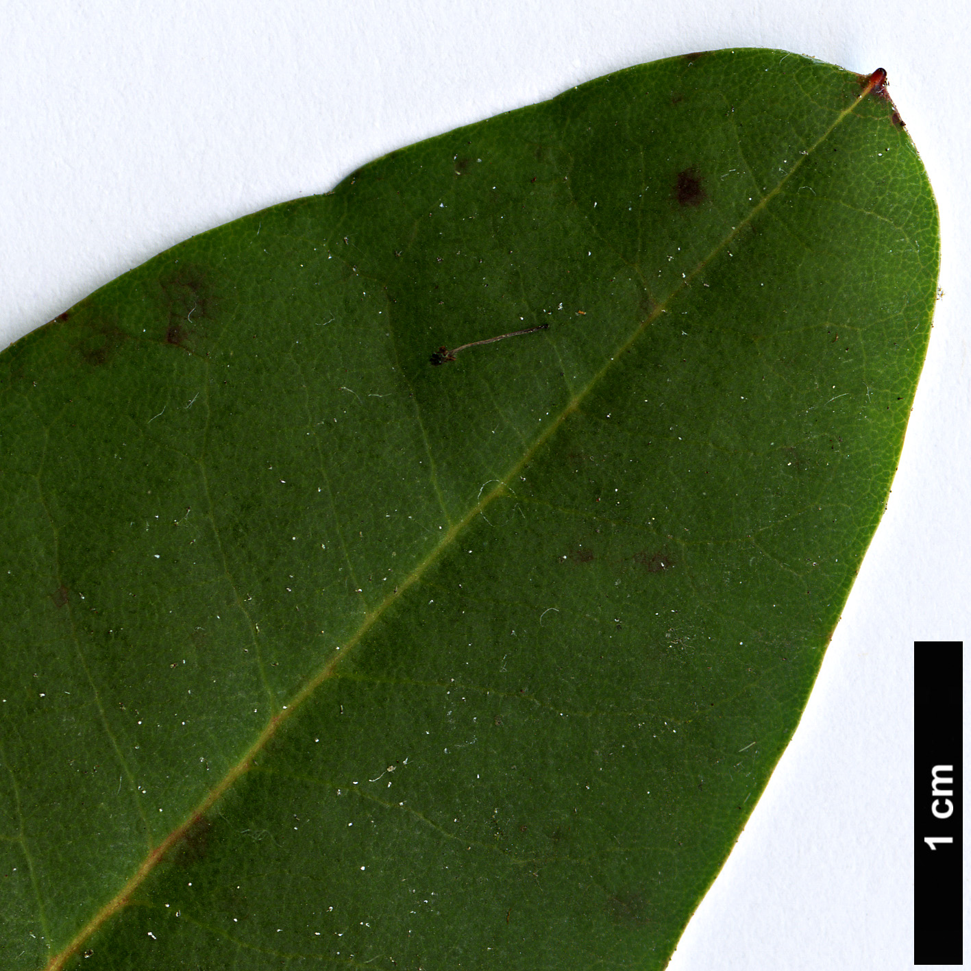 High resolution image: Family: Ericaceae - Genus: Rhododendron - Taxon: oreodoxa - SpeciesSub: var. fargesii